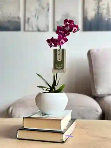 Orquídea Mini Fucsia + Maceta Decorativa
