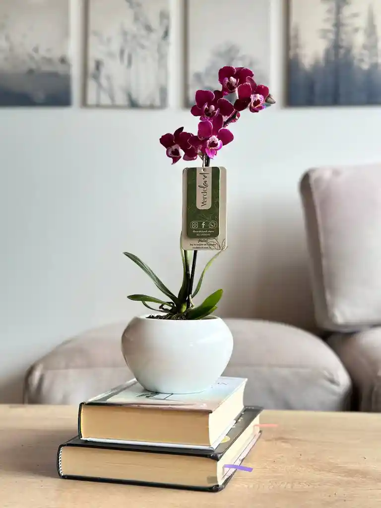 Orquídea Mini Fucsia + Maceta Decorativa