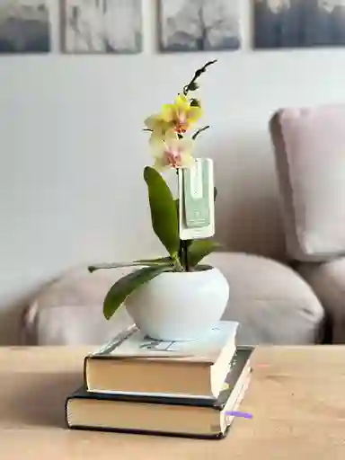 Orquídea Mini Amarilla + Maceta Decorativa