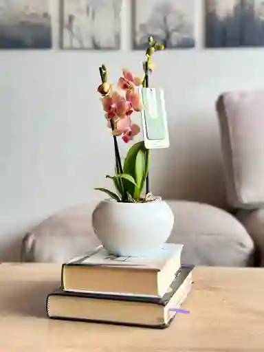 Orquídea Mini + Maceta Decorativa