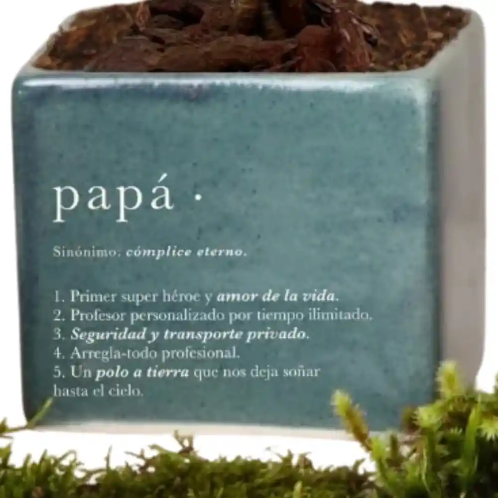 Bonsai En Matera De Papá | Día Del Padre