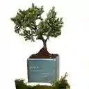 Bonsai En Matera De Papá | Día Del Padre