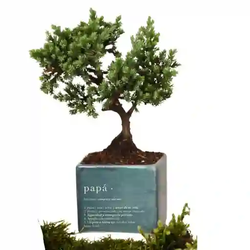 Bonsai En Matera De Papá | Día Del Padre
