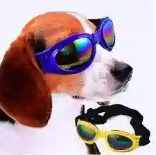 Gafas Para Perros Y Gatos
