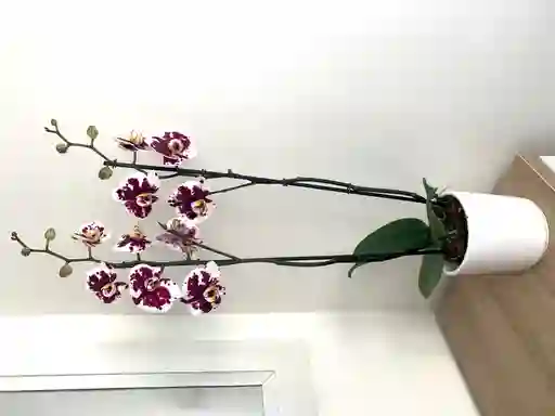 Orquideas Dalmata Base Ceramica