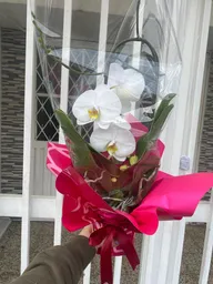 Orquidea