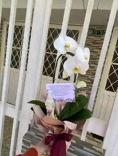 Orquidea Con Virgen