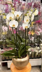 Orquideas En Arreglo