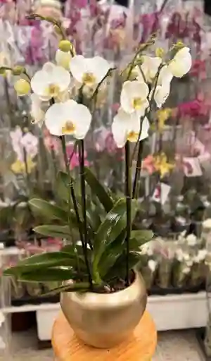 Orquideas En Arreglo