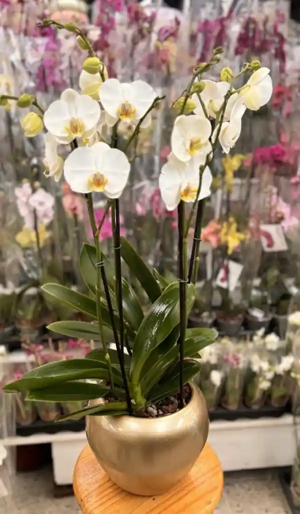 Orquideas En Arreglo