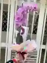 Orquídea