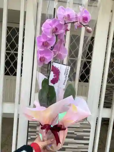 Orquídea