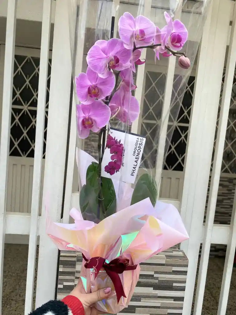 Orquídea