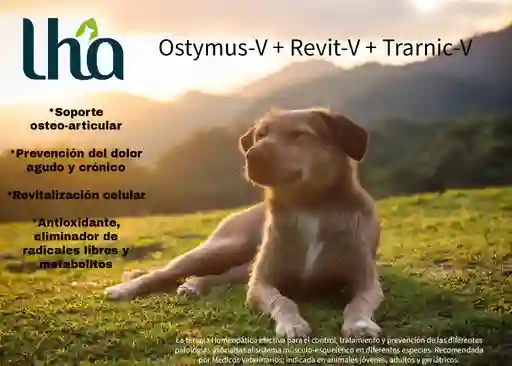 2 Ostymus-v Comprimidos + 2 Trarnic-v Comprimidos Gratis Revit-v Comprimidos