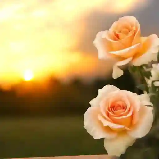 Flores Rosas Salmon