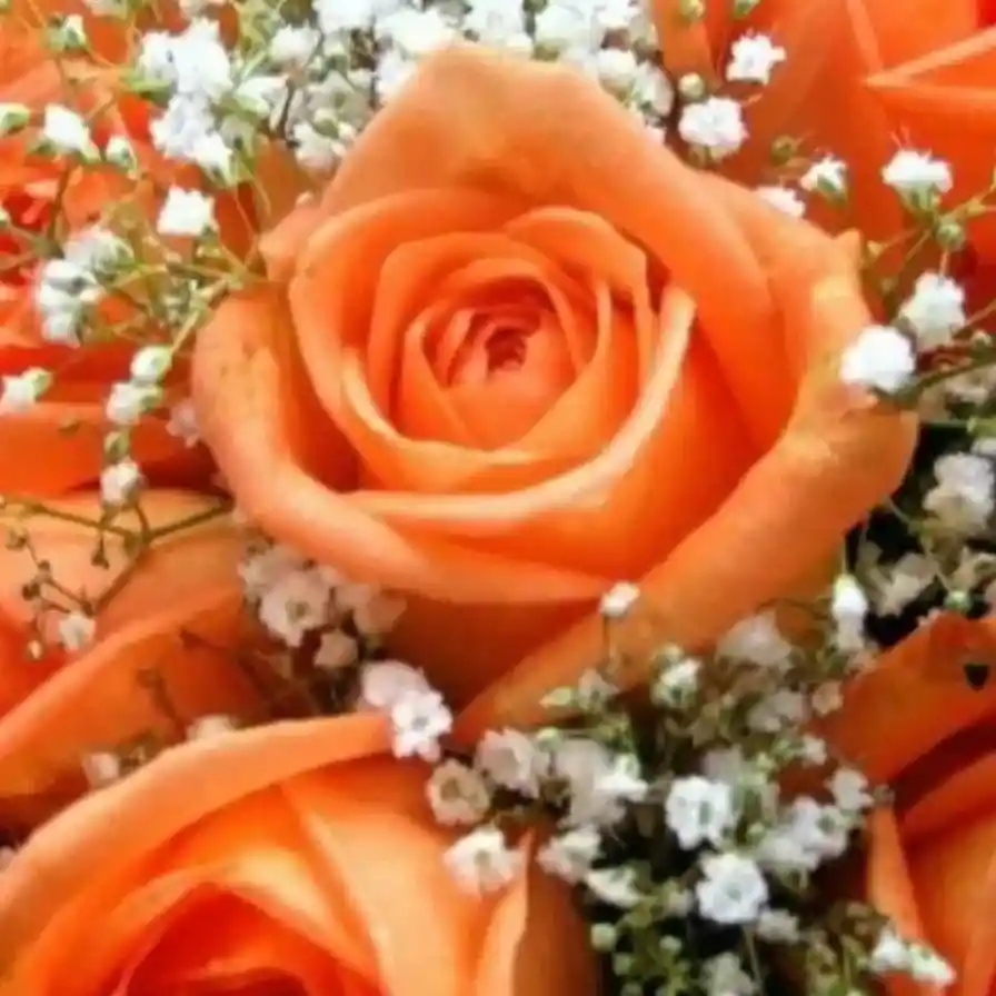 Flores Rosas Naranjas