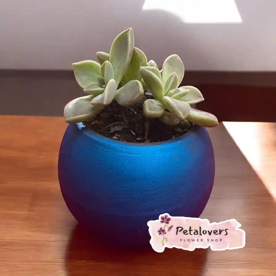 🌱 Mini Suculenta En Maceta Azul 💙