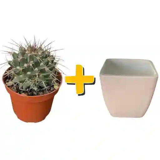 Cactus En Matera Cerámica