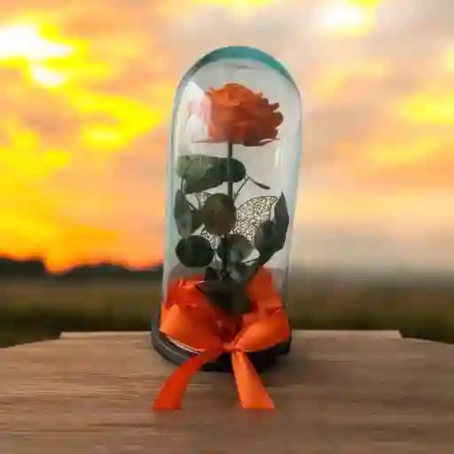 Flores Y Rosas Preservada Naranja