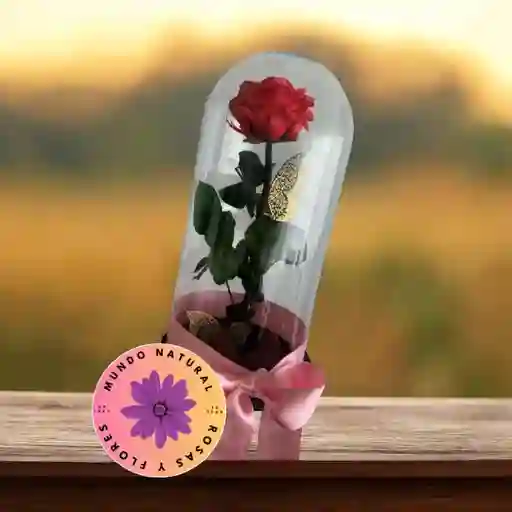Flores Y Rosas Preservada Fucsia