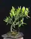 Bonsái De Clusia - Flor De Cera