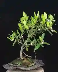 Bonsái De Clusia - Flor De Cera