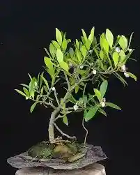 Bonsái De Clusia - Flor De Cera