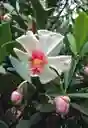 Bonsái De Clusia - Flor De Cera