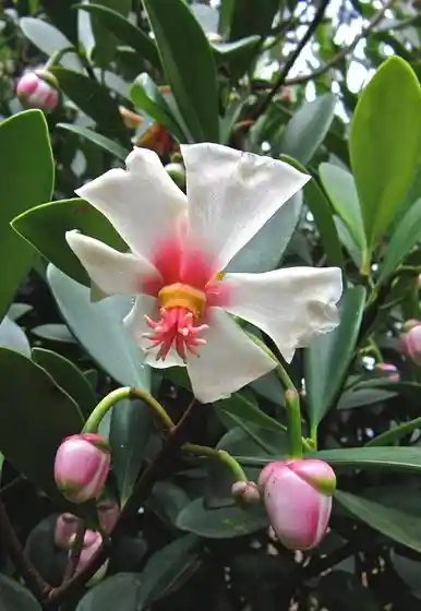 Bonsái De Clusia - Flor De Cera