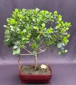 Bonsái De Clusia - Flor De Cera