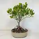 Bonsái De Clusia - Flor De Cera