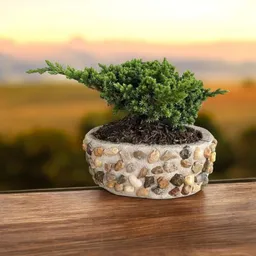 Flores Y Rosas Bonsai Mundo