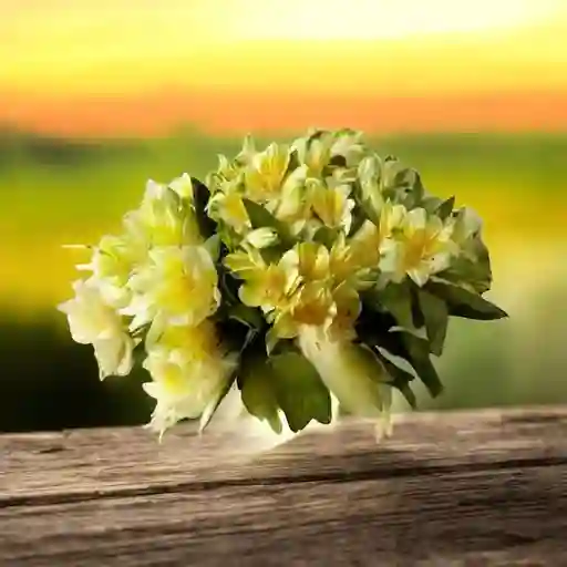 Flores Astromelias