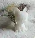 Vela Gua Guau Angry En Soja