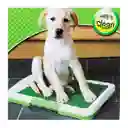 Tapete Entrenador Para Perro Cachorro Mediano