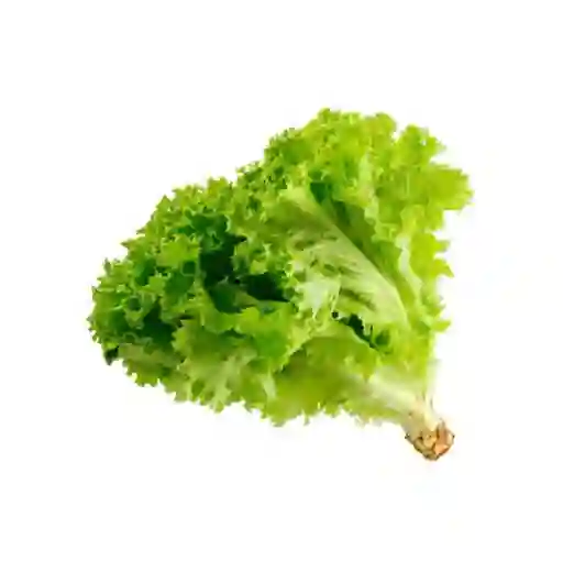 Lechuga Crespa Verde Hidropónica