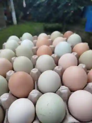 Huevo Criollo
