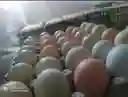 Huevo Criollo