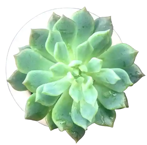 Suculenta En Maceta Esférica
