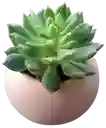 Suculenta En Maceta Esférica