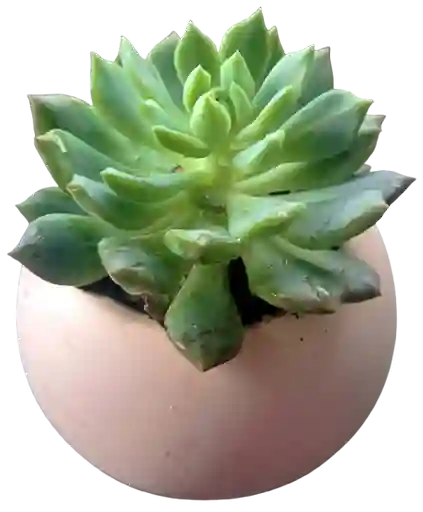 Suculenta En Maceta Esférica