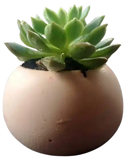 Suculenta En Maceta Esférica