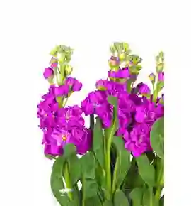Alheli Fucsia Paquete