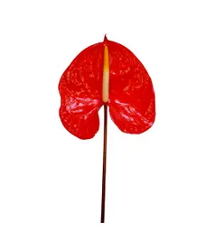 Anturio Rojo Unidad