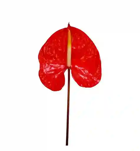 Anturio Rojo Unidad
