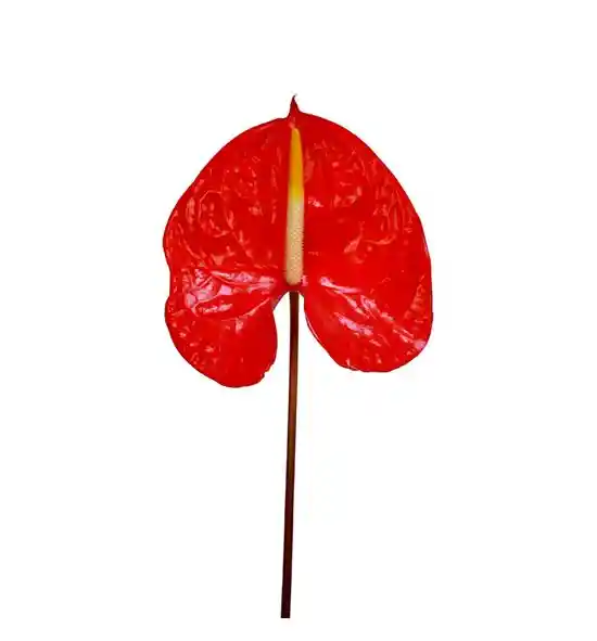 Anturio Rojo Unidad