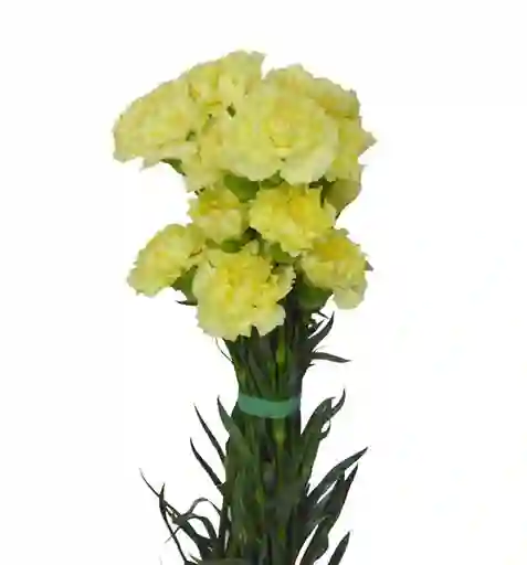 Clavel Amarillo Paquete