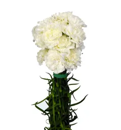 Clavel Blanco Paquete