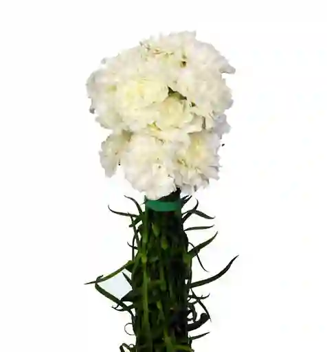 Clavel Blanco Paquete
