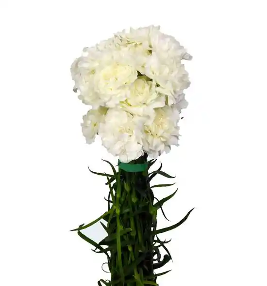 Clavel Blanco Paquete